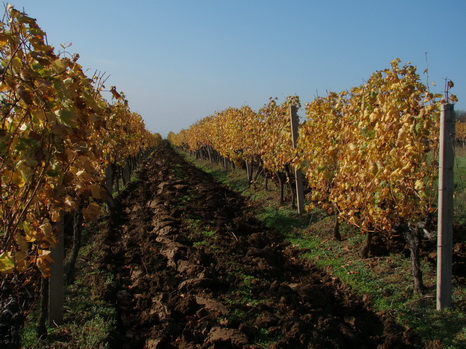 Vraki vinogradi