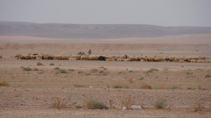 Jordanska pustinja